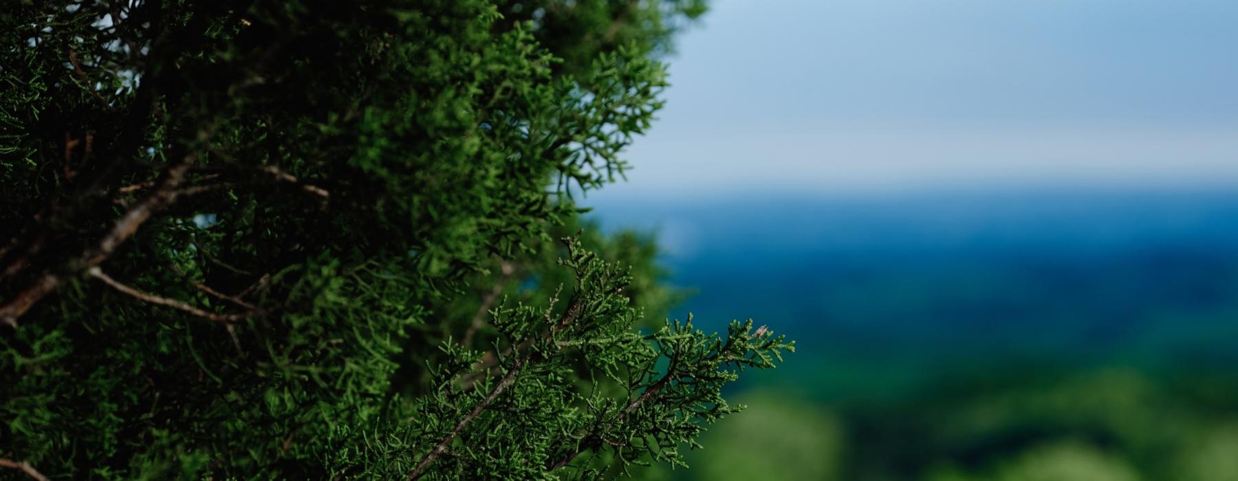 a tree branch with green leaves